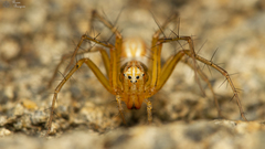 Oxyopes affinis