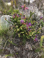 Rhigiophyllum squarrosum