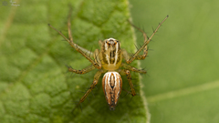 Oxyopes bothai