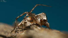 Oxyopes pallidecoloratus