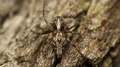 Oxyopes pallidecoloratus
