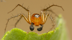 Oxyopes pallidecoloratus