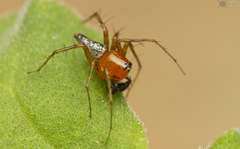 Oxyopes pallidecoloratus