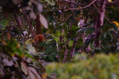 Turdus assimilis