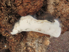 Ganoderma