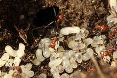 Dorymyrmex tener