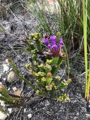 Rhigiophyllum squarrosum