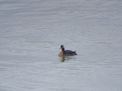 Podiceps major