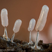 香蒲半髮網黏菌 - Photo 由 Alison Pollack 所上傳的 (c) Alison Pollack，保留部份權利CC BY-NC