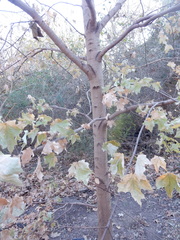Acer skutchii