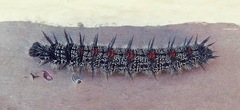 Nymphalis antiopa