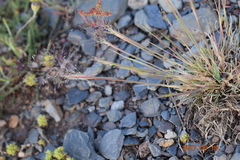 Agrostis delicatula