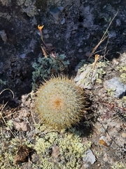 Mammillaria flavicentra