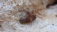 Stemonyphantes lineatus