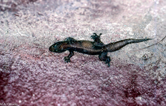 Gehyra mutilata