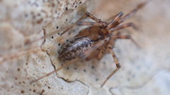 Stemonyphantes lineatus