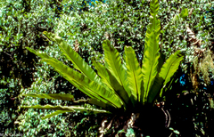 Thamnopteris
