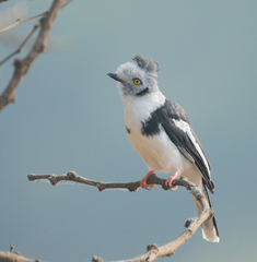 Prionops poliolophus