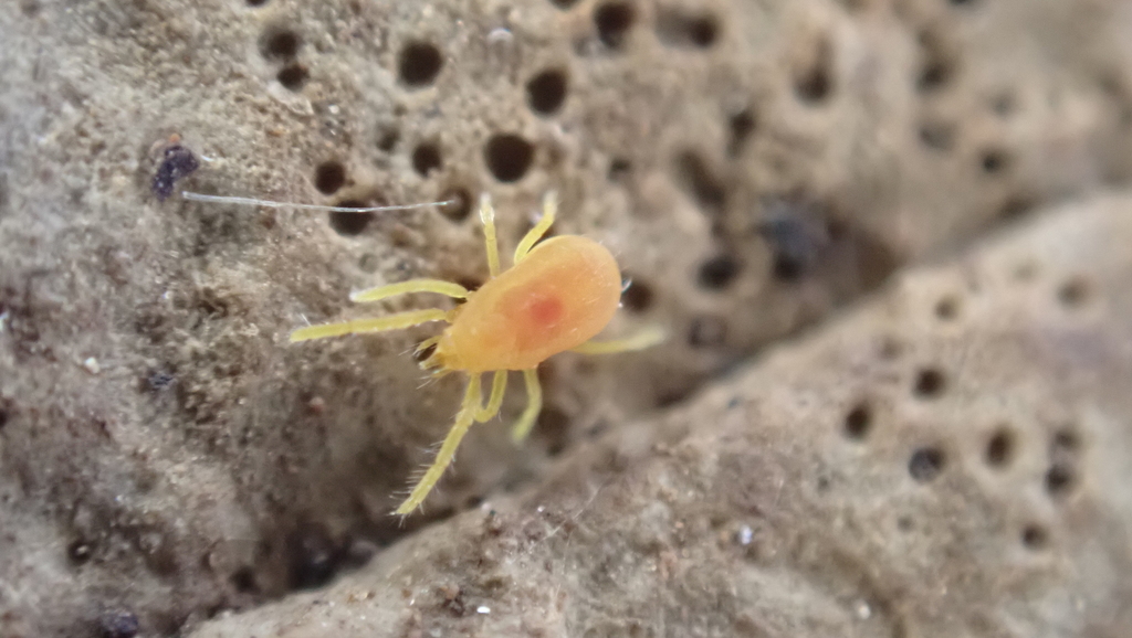 Labidostomma luteum