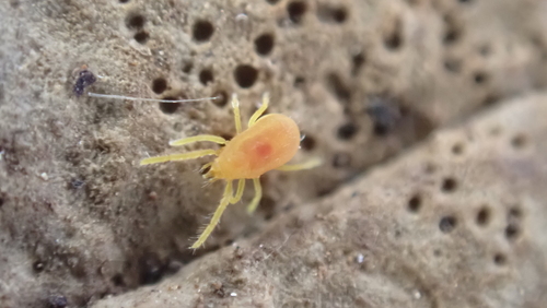 Labidostomma luteum