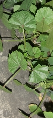 Malva parviflora
