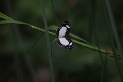 Janatella leucodesma