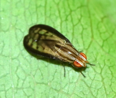 Sapromyza guttulata
