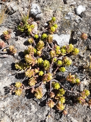 Sedum oaxacanum