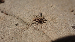 Allocaeculus catalanus