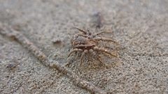 Allocaeculus catalanus