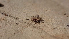 Allocaeculus catalanus
