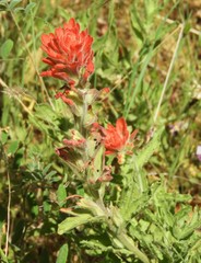 Castilleja applegatei