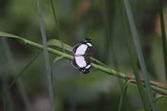 Janatella leucodesma