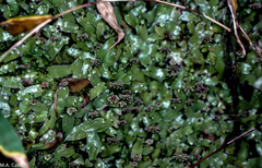 Marchantia debilis