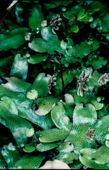 Marchantia debilis