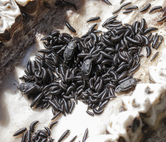 Thanatophilus rugosus