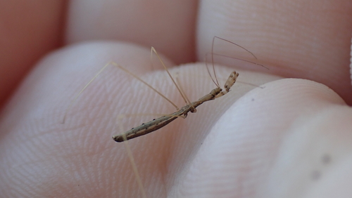 Ploiaria putoni