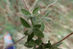 Elaeagnus angustifolia