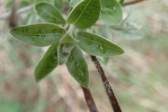 Elaeagnus angustifolia