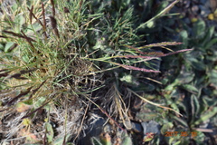 Agrostis tileni