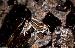 Mantidactylus