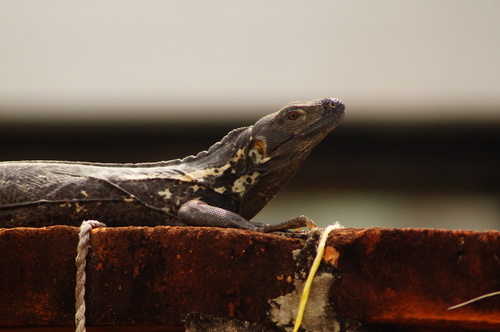 Iguana mexicana de cola espinosa