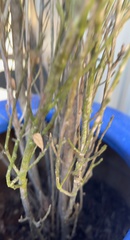 Ulmus parvifolia