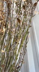 Ulmus parvifolia