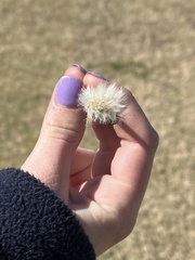 Taraxacum