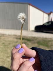 Taraxacum