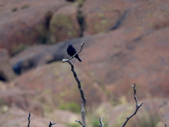 Knipolegus aterrimus