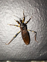 Reduvius tarsatus