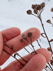 Coleophora argentula