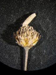 Coleophora argentula